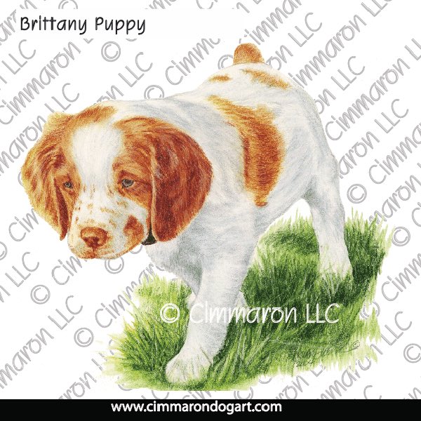Brittany Puppy on Point 023