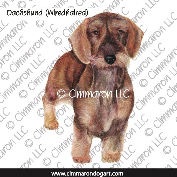 Dachshund Wirehaired Drawing 022