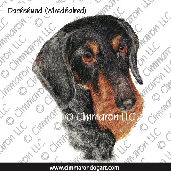 Dachshund Wirehaired Portrait 023