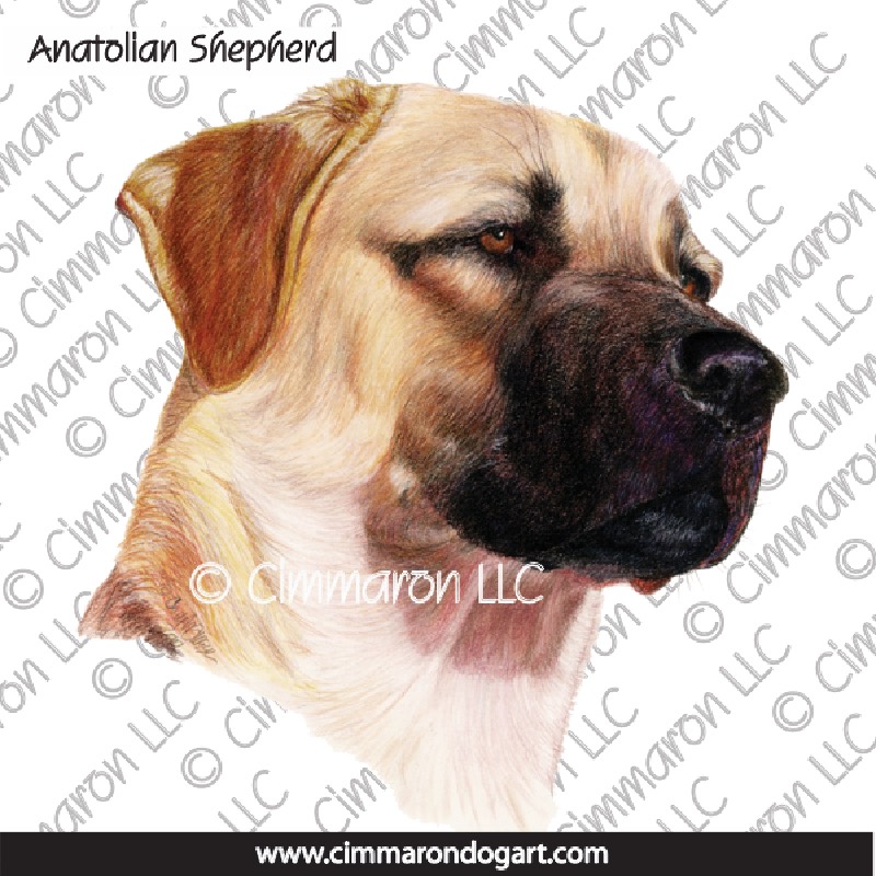 Anatolian Shepherd Color Portrait 006