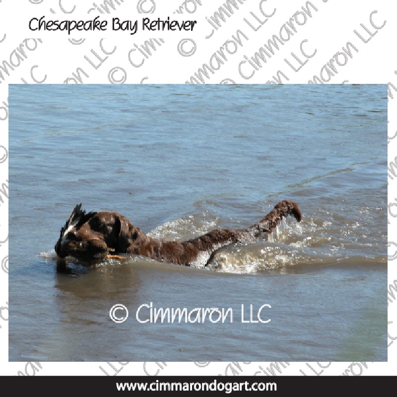 Chesapeake Bay Retriever Photo 009