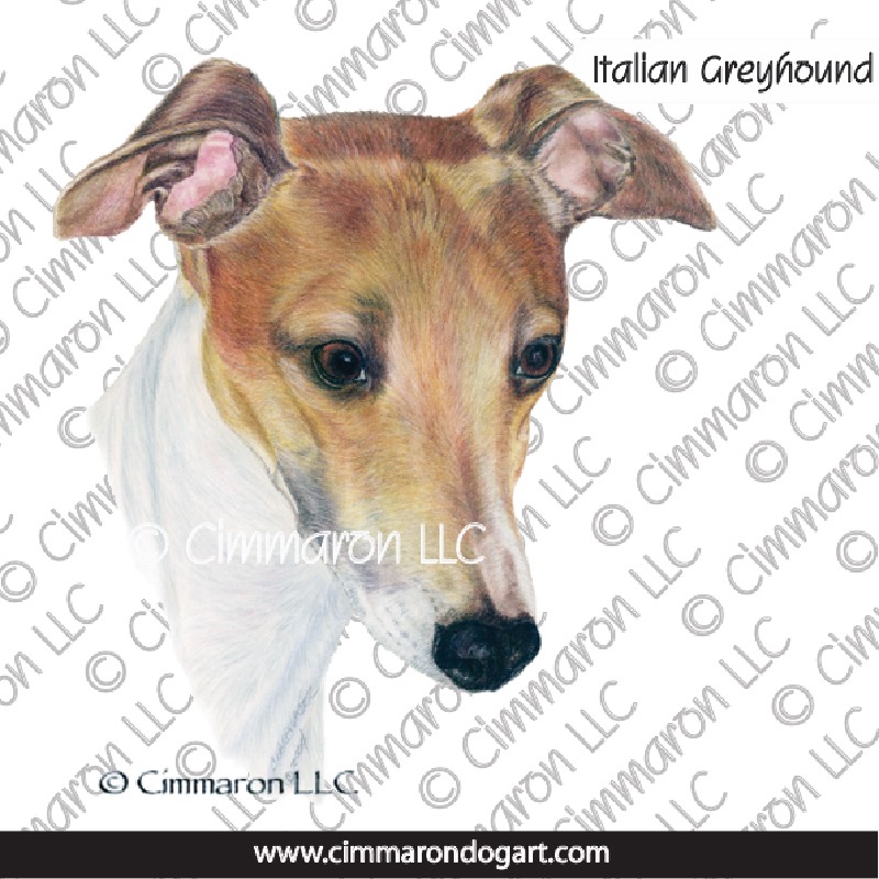 Italian Greyhound Drawing 006